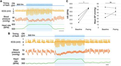 The physiological response during optogenetic-based cardiac pacing in awake freely moving mice